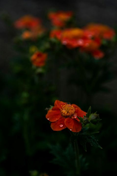 Blumenarrangement